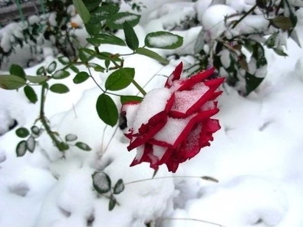 Роза садовая посадка и уход в открытом грунте на зиму