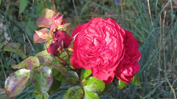 Роза садовая посадка и уход в открытом грунте на зиму