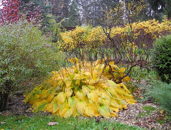 Нужно ли срезать листья хосты на зиму?