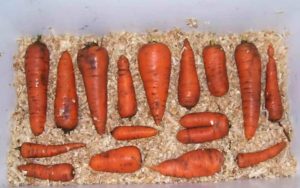 Можно ли хранить морковь в опилках