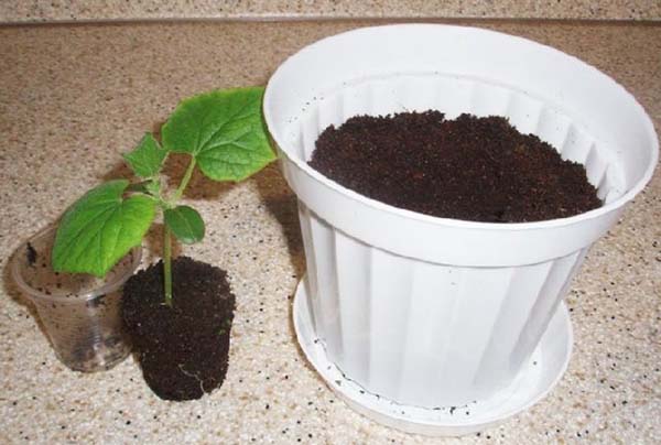 Какие огурцы можно выращивать дома на подоконнике?