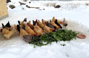 Содержание кур зимой в сибири