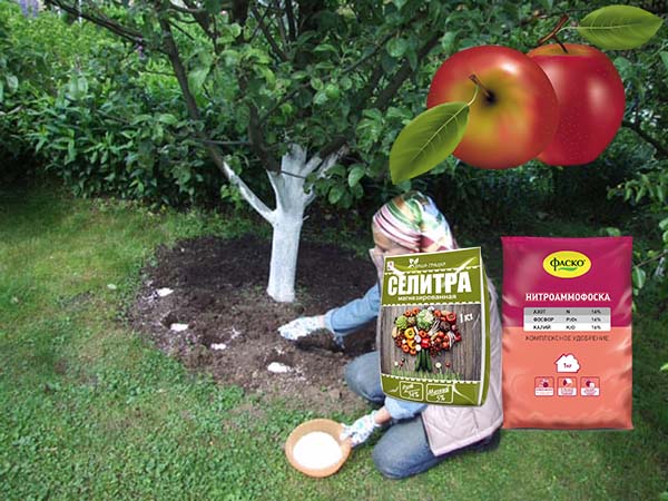 Чем и как подкормить молодые и старые яблони весной до, во время и послецветения: схема внесения удобрений