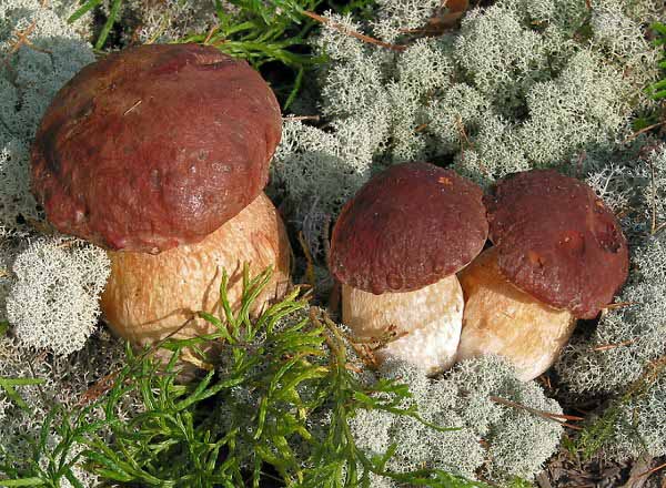 Белые грибы растут только в лесах