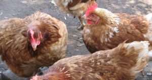 Что делать, если курица несет яйца без скорлупы - увеличить продолжительность выгула