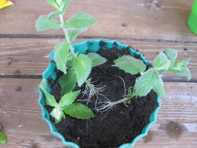 Как посадить черенки мяты