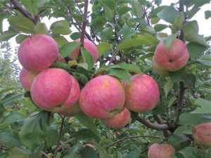 Как посадить яблоню весной