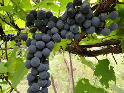 Окулировка винограда