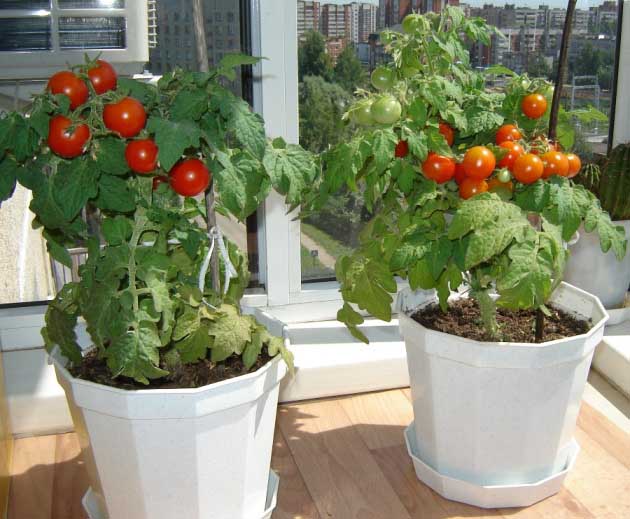 Как вырастить помидоры в квартире на подоконнике или балконе: правилапосева и ухода, лучшие сорта