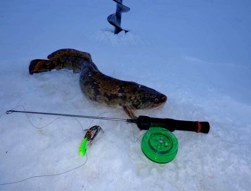 рыбалка ловля налима зимой