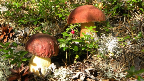 Несуществующая технология выращивания белых грибов