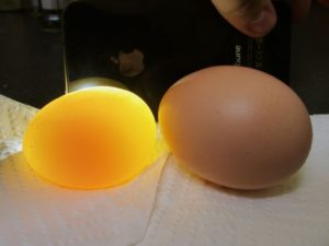 Нормальное яйцо и яйцо без скорлупы, но в пленке