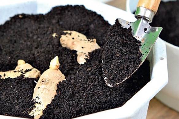 Soil for growing ginger