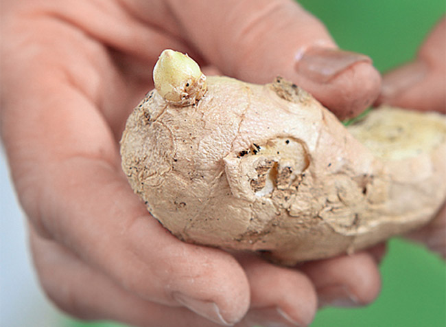 Preparing ginger roots for planting