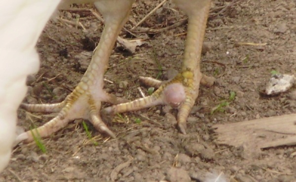 Как вылечить наросты на ногах у курицы thumbnail