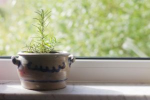 Как выращивать розмарин в домашних условиях из семян?