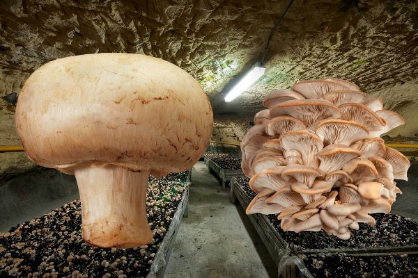 Сорта грибов для выращивание в подвале