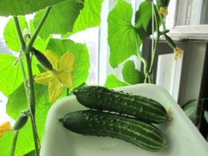 Урожай огурцов на окне в квартире