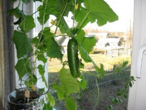 Какой сорт огурцов можно выращивать дома на окне?