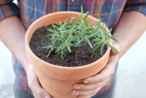 Как выращивать розмарин в домашних условиях из семян?
