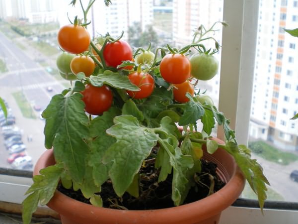 Odrůdy rajčat na balkon