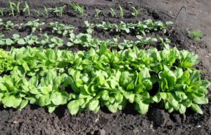 Где выращивать шпинат на огороде