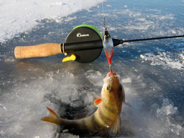 Ловля окуня зимой — Секреты зимней рыбалки