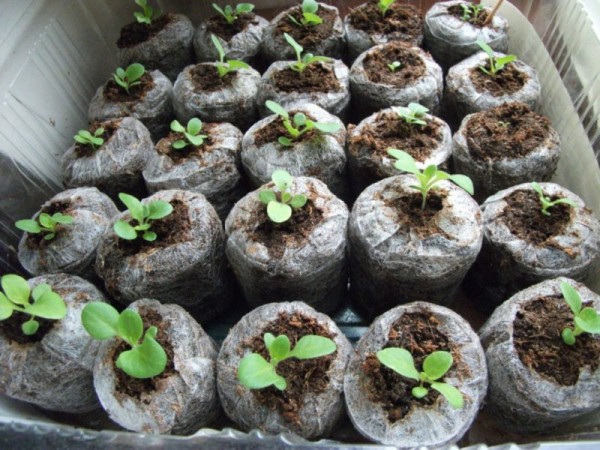 Выращиваем петунию из семян в торфяных таблетках