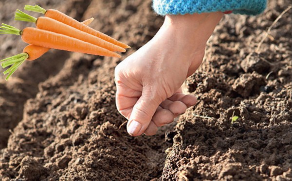 Когда и как сажать морковь весной 2023 года семенами в открытый грунт:сроки и правила посева