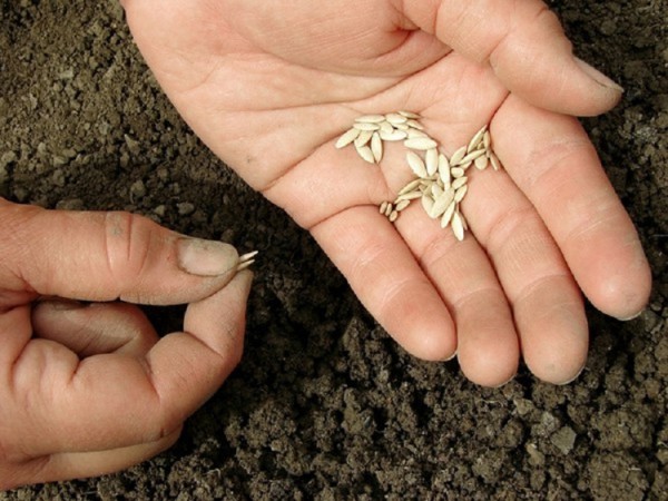 Как правильно сажать огурцы семенами в открытый thumbnail
