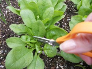 Как убирать урожай шпината