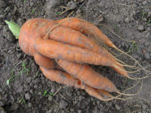 Корявая морковь
