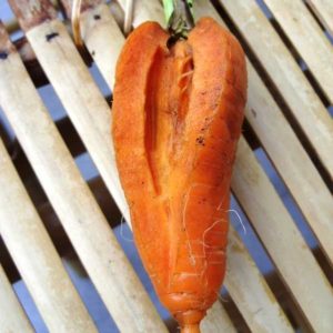 Морковь трескается