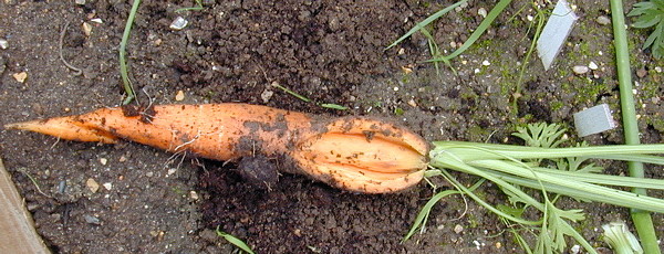 Морковь трескается в земле