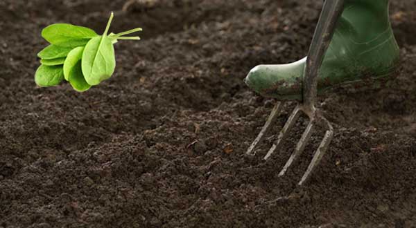 Подготовка грядки и почвы под шпинат