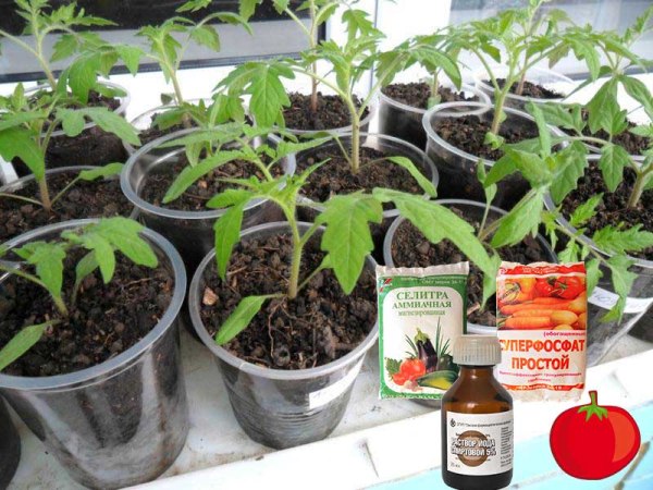 Подкормка рассады помидоров в домашних условиях: как и чем лучше удобрятьдля роста