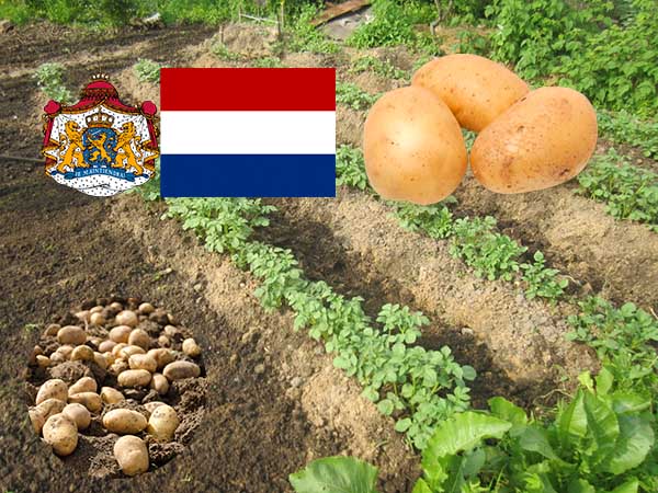 Голландский способ посадки и выращивания картофеля: схема и пошаговаяинструкция