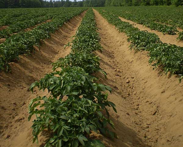 Как выращивать картофель по голландской технологии?