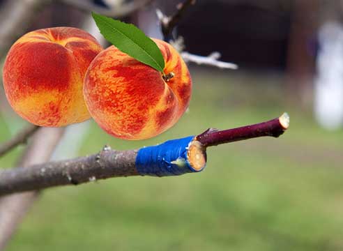 Прививка персика: можно ли привить на сливу и абрикос весной и в другое время