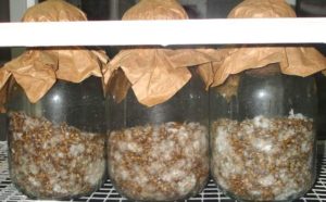 Выращивать мицелий вешенки домашних условиях