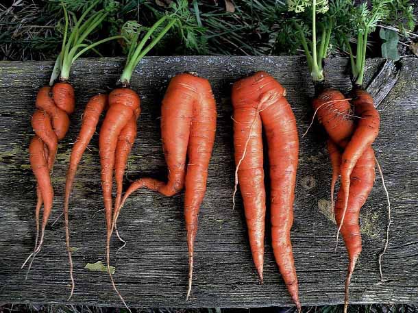 почему морковь рогатая и корявая