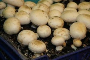 Mycelium žampionů si pěstujeme sami doma z houby