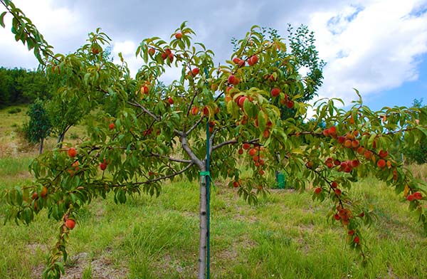 Где посадить персиковое дерево