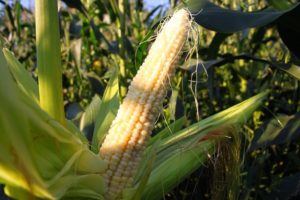 Как посадить и вырастить кукурузу на огороде