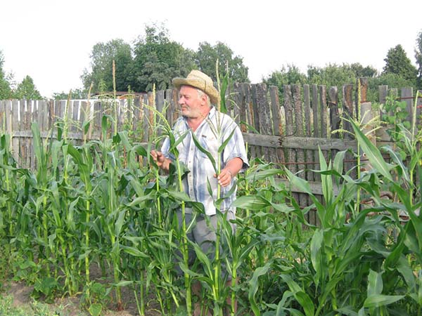 Как ухаживать за кукурузой в открытом грунте
