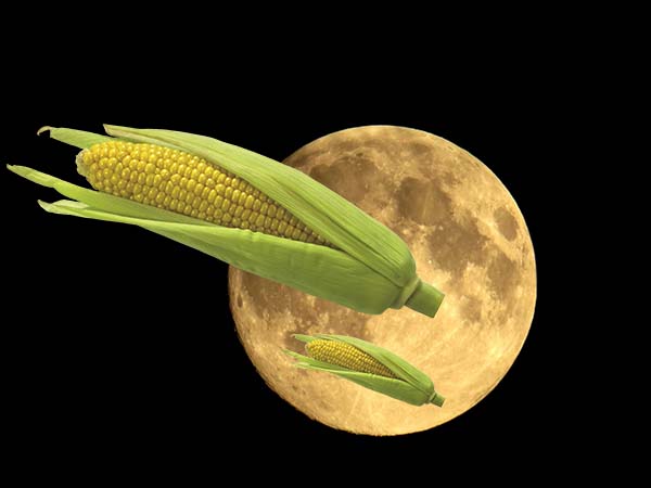 Когда сажать кукурузу в открытый грунт по лунному календарю