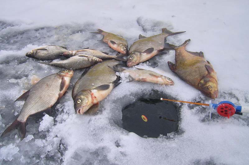 Как ловить на стоячку зимой: секреты успешной рыбалки