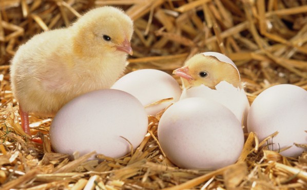 Определение пола цыпленка по яйцу