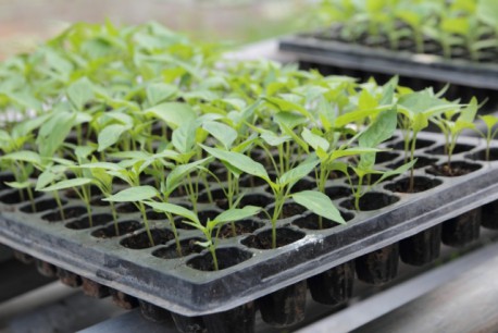 Посев перца на рассаду: особенности посадки семян, ухода и выращивания рассады в домашних условиях" 