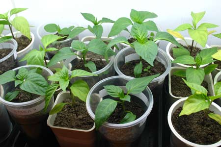 Посев перца на рассаду: особенности посадки семян, ухода и выращивания рассады в домашних условиях" 